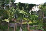 Maison individuelle Bedford Stuyvesant - Terrasse