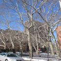 Apartment Harlem - Building